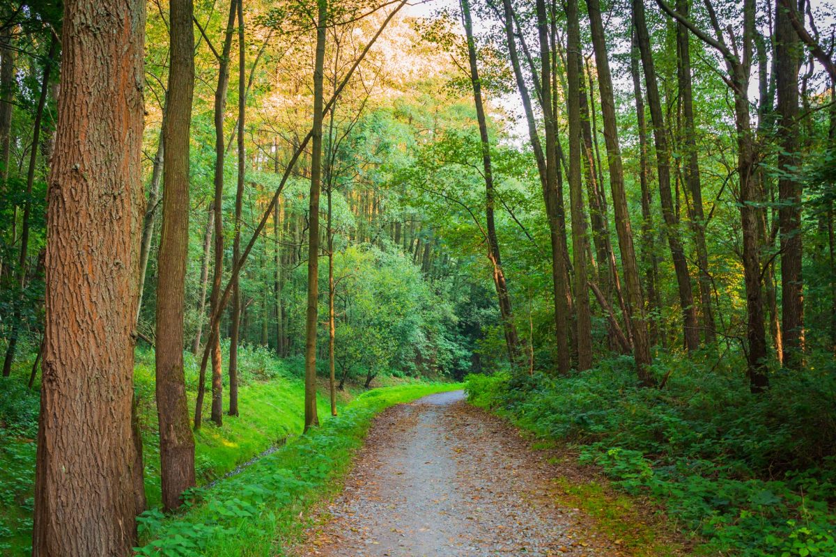 Eine Joggingstrecke in Düsseldorf